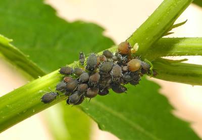 Na de lieveheersbeestjes komt het kruidenextract tegen de bladluizen in Amerongen