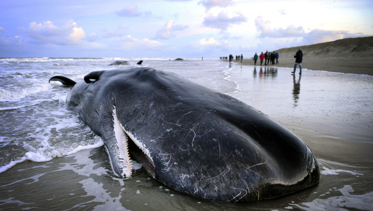Ongebruikt Gestrande potvissen op Texel zijn dood | De Volkskrant LC-56