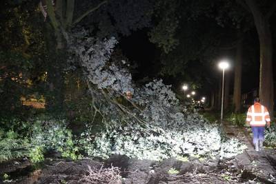 Vooral omgewaaide bomen door storm in regio Maasland