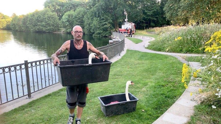 De zieke zwaan wordt van het water gehaald.