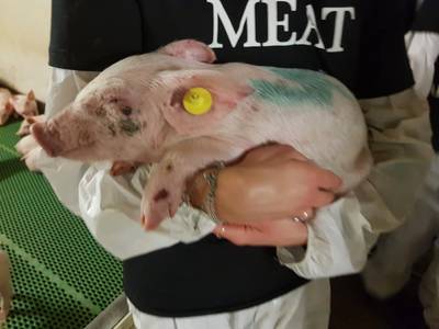 Meat the Victims dreigt met nieuwe stalbezetting: ‘We gaan door tot einde dierenleed’