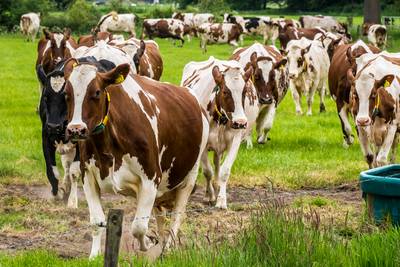 Stoppende boeren dupe van fosfaatoverschrijding