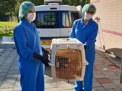 Eerste wasbeer Limburg levend gevonden in kooi