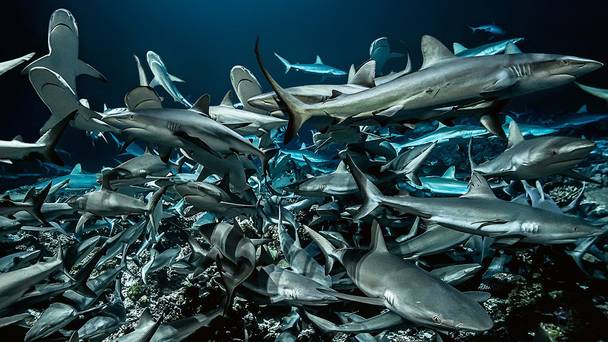 700 Sharks