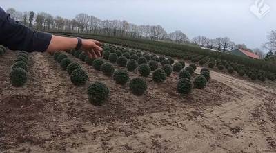 Man probeert op klaarlichte dag buxussen te stelen in Deurningen