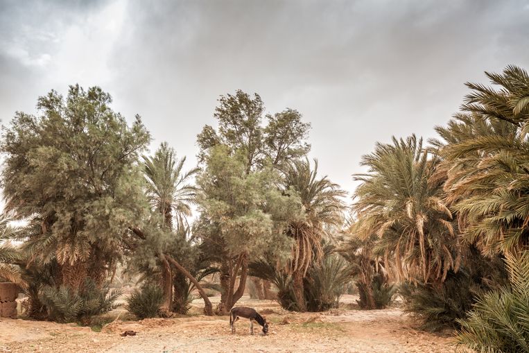 Mohammed Benzakour is wonderlijk én schunnig