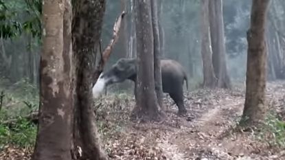 "Rokende" olifant verbaast wetenschappers