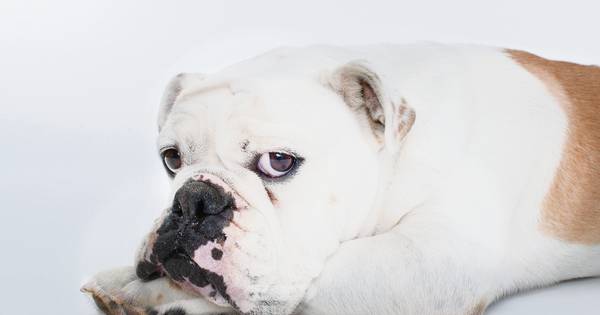 Bulldogfokker uit Ambt Delden gaat de cel in
