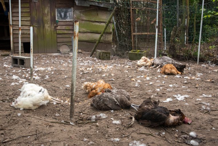 Twee Meter Hoge Draad Rondom Hele Tuin En Een Waakhond Maar Toch