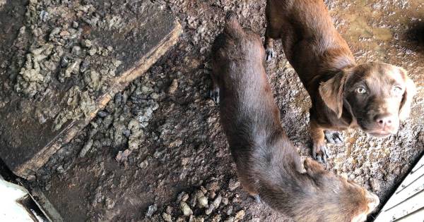 Kopers ernstig verwaarloosde puppy's gezocht door politie in Maarheeze.