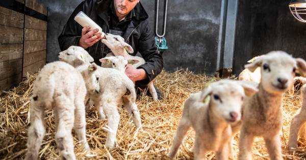 Honderd lammetjes geboren in Wamel, nog dik duizend te gaan