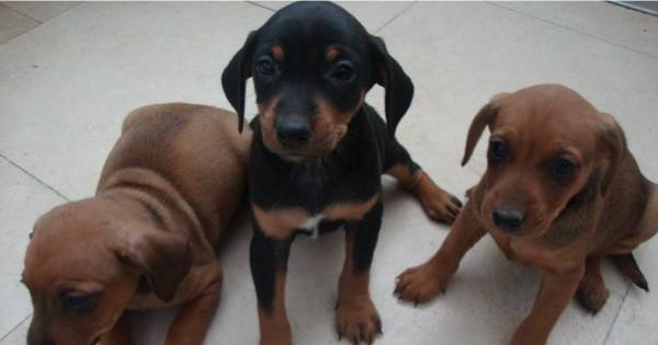 Hond Luna (3) gedood en tien pups gestolen uit stal van hobbyfokker in Beers: 'Ik kan wel janken' - 