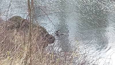 Vogelspotters naar Nijmegen voor 'zeldzame' vogel