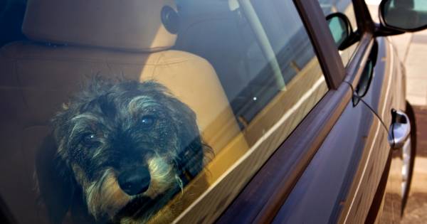 Politie slaat ruit in om honden te redden uit snikhete auto van 33 graden in Lelystad.