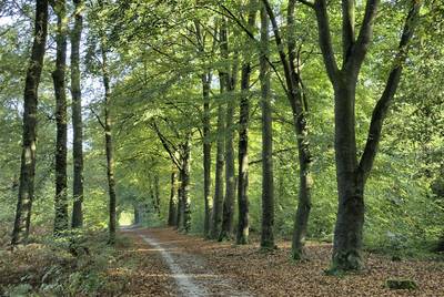 ‘Opdringerige’ man achtervolgt Anouk in Bergherbos: ‘Hij vroeg of ik snel geld wilde verdienen’