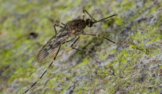 ‘Ik zag een vreemde vlieg en wist meteen wat er aan de hand was’: voor het eerst zijn er muggen in IJsland