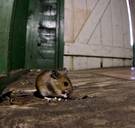 Ik kan het niet verdragen, dat heimelijke gedoe achter kasten en draperieën