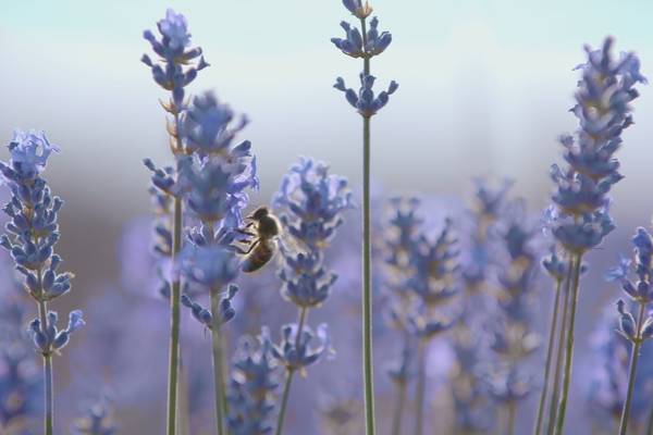A World of Colours: France