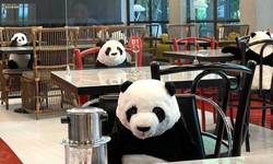 Veilig en toch samen tafelen? Restaurant zet panda’s op stoelen