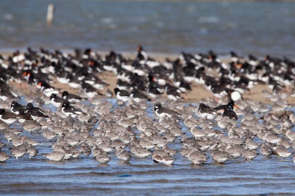 De Friese Waddeneilanden