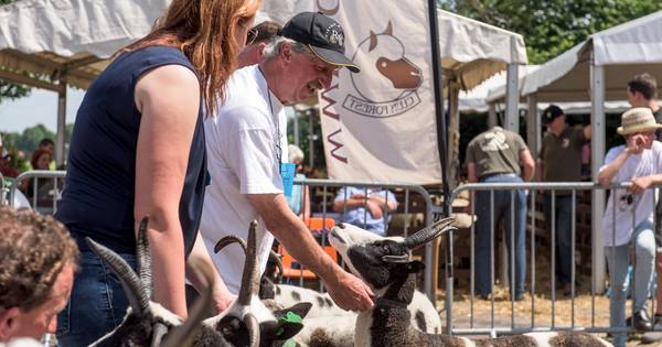 Schaap weer middelpunt in Odiliapeel
