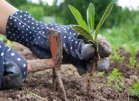 Halleluja: op déze manier voorkom je onkruid in de tuin