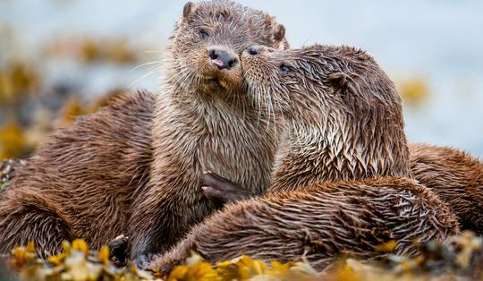 ‘Nergens in Europa is het slechter gesteld dan bij ons’: natuur in Vlaanderen krijgt slecht rapport