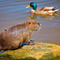 De bever bezorgt boeren kopzorgen: ‘Maar de bever is een van de succesverhalen van natuurherstel’