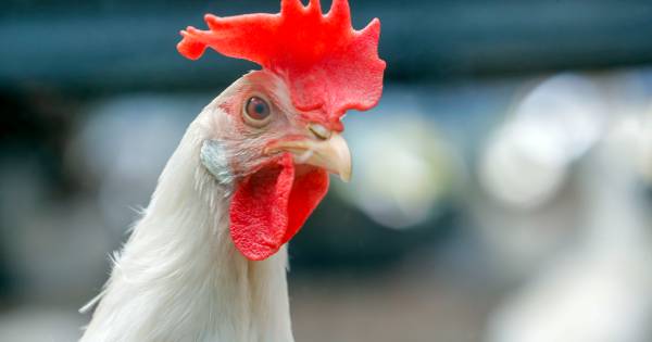 Pluimveehouder uit Geffen krijgt taakstraf en hoge geldboetes opgelegd.