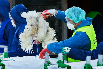 Protesten in Drenthe tegen ruimen van 60.000 kippen