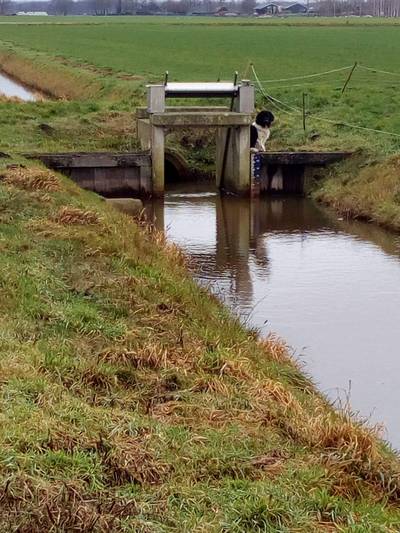 Hond Buddy vluchtte voor het geknal met Nieuwjaar maar is toch teruggevonden
