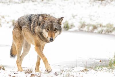 Sneeuw helpt provincie Gelderland bij vinden wolvenkeutels