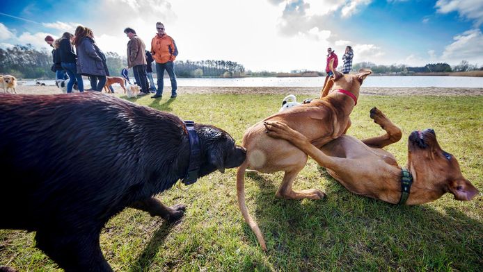 Honden Mogen Los Op Nieuwe Plek Bentwoud Zoetermeer Ad Nl