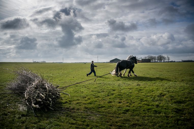 De toekomst van het Nederlandse boerenbedrijf ligt in de jaren vijftig - Trouw