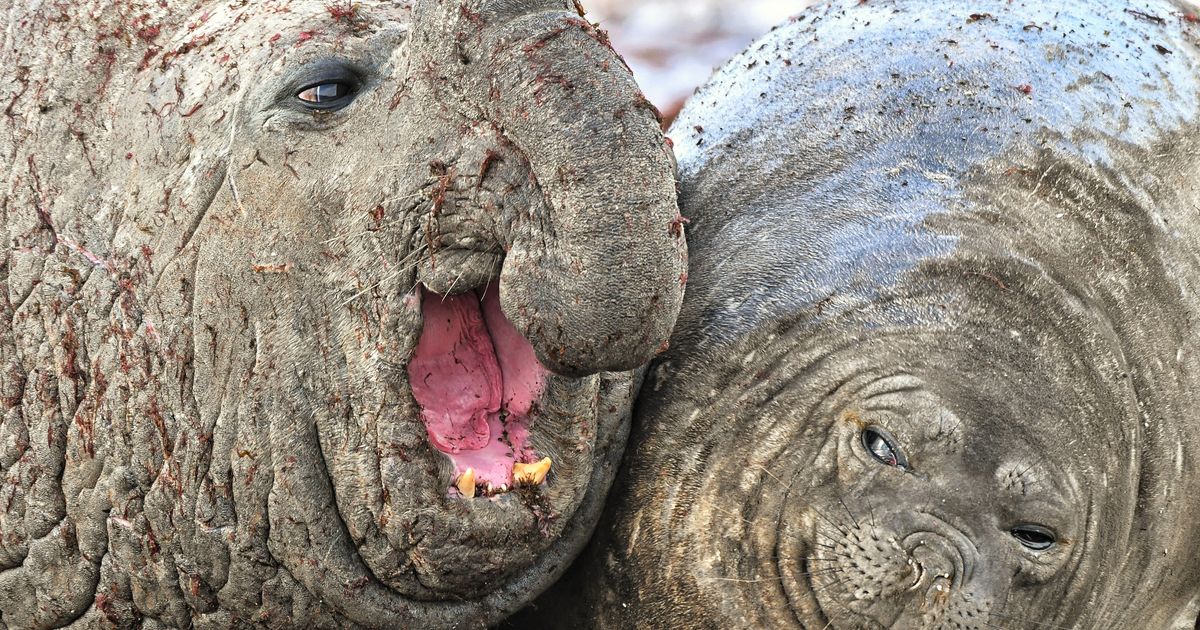 Lachen Gieren Brullen Dit Zijn De Finalisten Van De Comedy Wildlife 