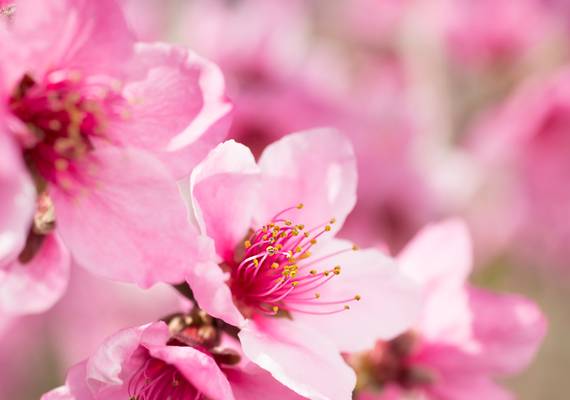 Zo verander je je tuin in een ROZE BLOEMENZEE