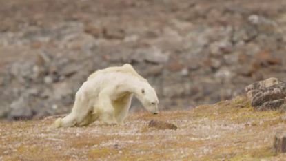 VIDEO: Graatmagere ijsbeer sleept zich voort met laatste krachten terwijl de dood om de hoek loert