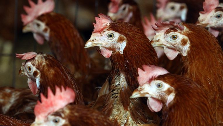 Minister Johannes Remmel (Groenen) wil een maximum van 40.000 kippen en 3000 varkens. Beeld getty
