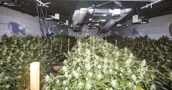De politie heeft vanochtend bij een inval in een bedrijfspand in Rotterdam-Albrandswaard een wietplantage aangetroffen.