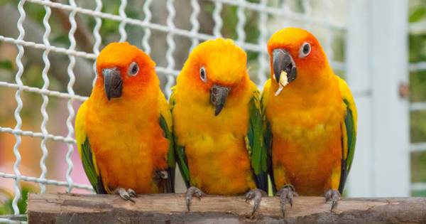 Vogelbeurs in Sluiskil | Zeeuws-Vlaanderen - PZC