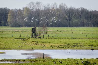 Ottershagen bij Tilligte weer populair bij weidevogels en hun jongen