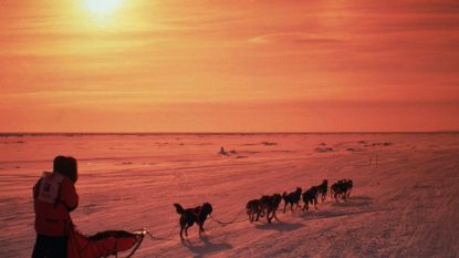 Het is weer tijd voor de zwaarste (en ook stevig bekritiseerde) sledehondenrace ter wereld