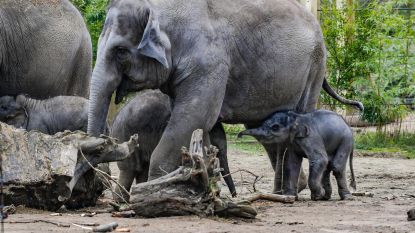 Weyts verstrengt voorschriften voor dierenwelzijn in Vlaamse dierentuinen