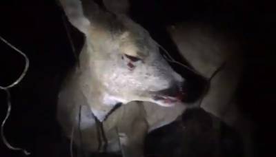 Hartverscheurende beelden stervend hert: ‘De chauffeur liet haar zo achter’