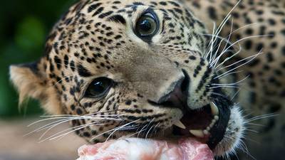 Nieuwjaarsbaby's in Burgers' Zoo: twee panters geboren