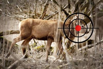 Jagers hebben nu 922 herten in de Oostvaardersplassen afgeschoten