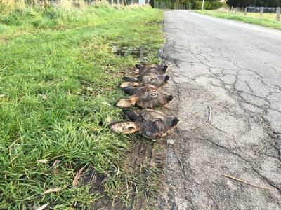 Luguber: vier hertenkoppen uitgestald langs provinciale weg in België