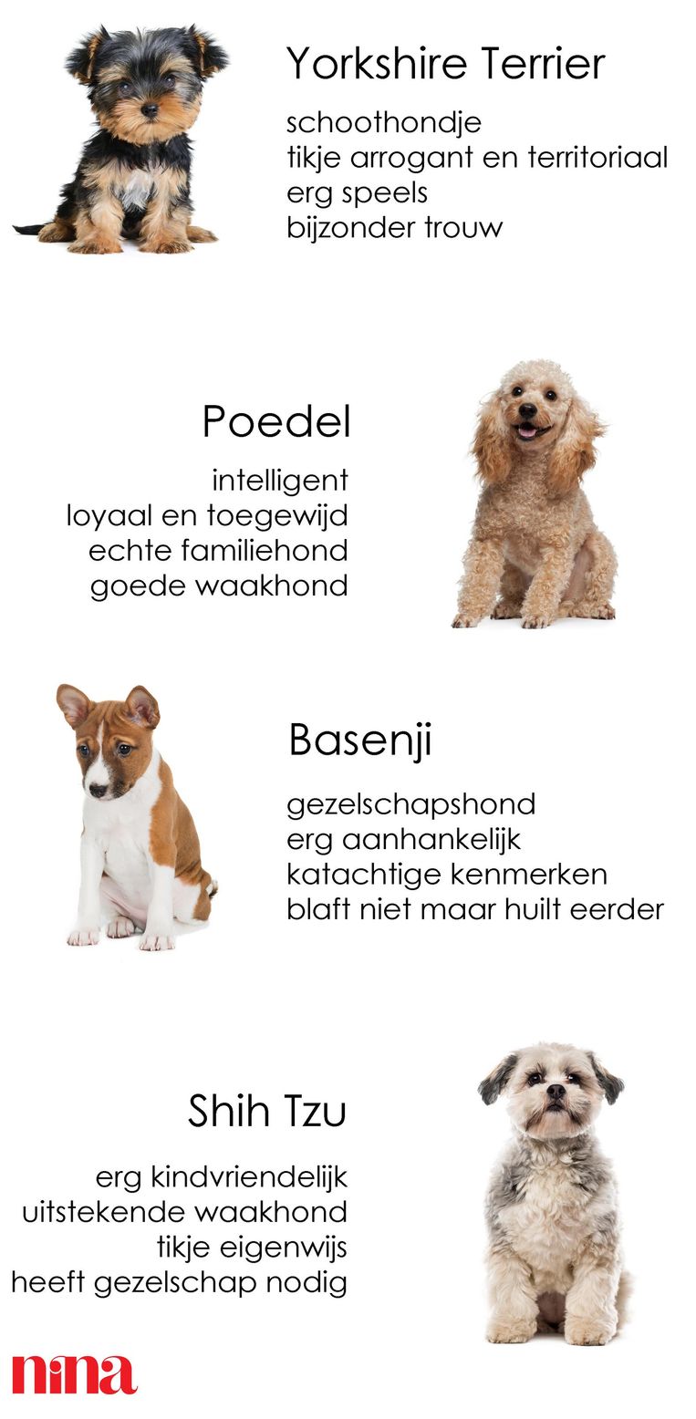 Amedelyofpotpourri Basenji Pups Te Koop Belgie