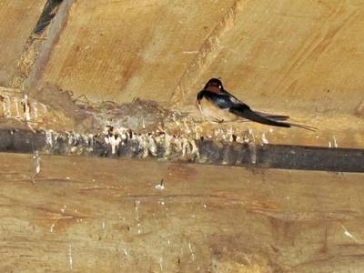 Eerste boerenzwaluw meldt zich op Erve Stokkink in Gelselaar