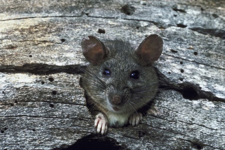 Dorpje Met Honderdduizenden Ratten Krijgt Nu Ook Hongerige Slangen Over De Vloer De Morgen